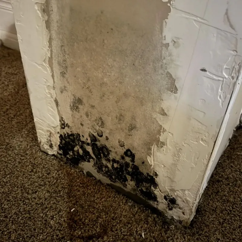 Professional Mold Removal in Crisp County, GA